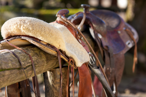 horse health
