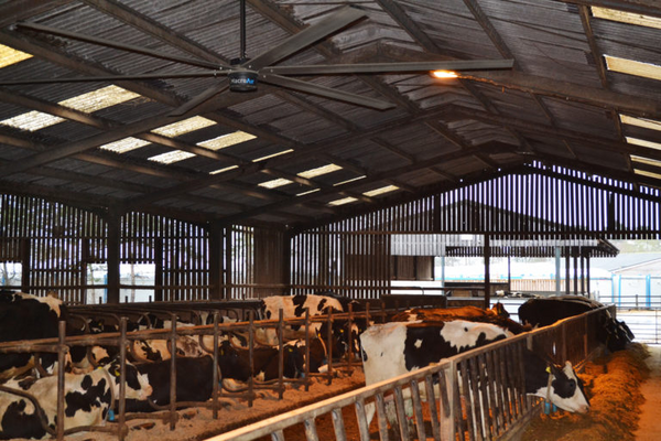 Livestock fan options