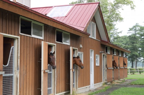 How To Keep Your Animals Cool