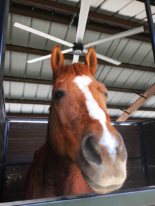 Livestock fan testimonial